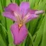 Ирис луизианский Andy Dandy фото