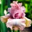 Ирис Mallow Magic фото