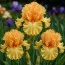 Ирис Orange Temptation фото