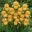 Ирис Orange Temptation фото