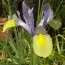 Ирис Hollandica Oriental Beauty фото