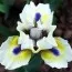 Ирис Pumila A Little Good News фото