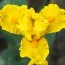 Ирис Pumila All Is Bright фото
