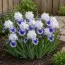 Ирис Pumila Big Blue Eyes фото