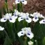 Ирис Pumila Bluebeard's Ghost фото