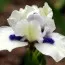 Ирис Pumila Bluebeard's Ghost фото