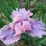 Ирис Pumila Cherry Blush фото
