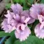 Ирис Pumila Cherry Blush фото