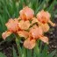 Ирис Pumila Desert Orange фото