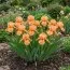 Ирис Pumila Desert Orange фото