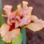 Ирис Pumila Joyful Love фото