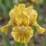 Ирис Pumila Little Bit Of Lace фото