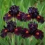 Ирис Pumila Matador Cap фото