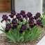 Ирис Pumila Matador Cap фото