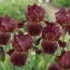 Ирис Pumila My Little Friend фото