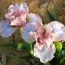 Ирис Pumila Oh So Sweet фото