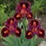 Ирис Pumila Roaring Fire фото