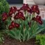 Ирис Pumila Roaring Fire фото