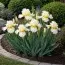 Ирис Pumila Shestyplachik фото