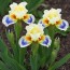 Ирис Pumila Spring Into Summer фото