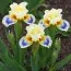 Ирис Pumila Spring Into Summer фото
