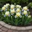 Ирис Pumila Spring Into Summer фото