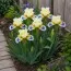 Ирис Pumila Spring Into Summer фото