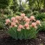 Ирис Pumila Sweet Pink фото