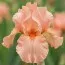 Ирис Pumila Sweet Pink фото