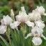 Ирис Pumila White Bow Tie фото