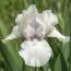 Ирис Pumila White Bow Tie фото