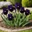 Ирис Pumila Wish Upon a Star фото