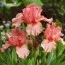 Ирис Pumila Pussycat Pink фото