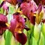 Ирис Hollandica Red Ember фото