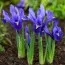 Ирис reticulata Blue Hill фото
