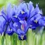 Ирис reticulata Blue Hill фото