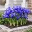 Ирис reticulata Blue Hill фото