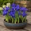 Ирис reticulata Blue Hill фото