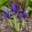 Ирис reticulata Blue Note фото