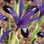 Ирис reticulata Blue Note фото