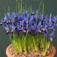 Ирис reticulata Gordon фото