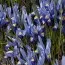 Ирис reticulata Gordon фото
