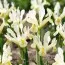 Ирис Reticulata Louise фото