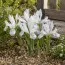 Ирис reticulata Polar Ice фото