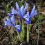 Ирис reticulata Clairette фото