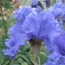 Ирис Riversong фото