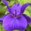 Ирис Sibirica Rosebud Melody фото