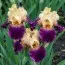 Ирис Royal Harlequine фото
