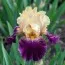 Ирис Royal Harlequine фото
