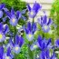 Ирис Hollandica Sapphire Beauty фото